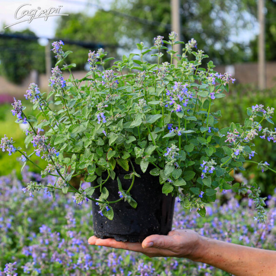 Котовник Фассена 'Senior' #3, C2 - - 1