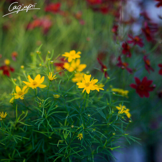 Кореопсіс мутовчатий 'Zagreb' - 5 Кореопсіс мутовчатий 'Zagreb' - 5