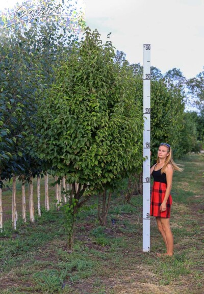 Кізіль звичайний - 2 Кізіль звичайний - 2