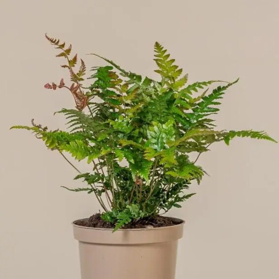 Щитник (папороть) червоносорусовий - 7