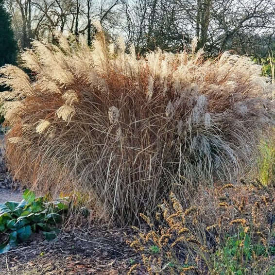 Мискантус китайский 'Dronning Ingrid' #1, С3 - - 2