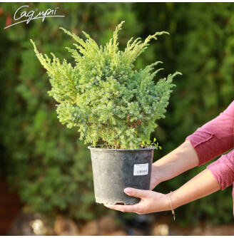 Можжевельник чешуйчатый 'Blue Swede'