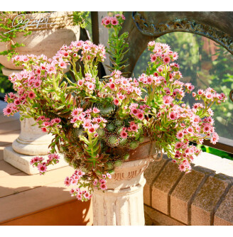 Молодило павутинисте