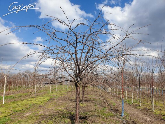 Сакура дрібнозубчаста 'Kiku-shidare' #6, С25 12--14 225-250 St. 225 - 9 Сакура дрібнозубчаста 'Kiku-shidare' #6, С25 12--14 225-250 St. 225 - 9