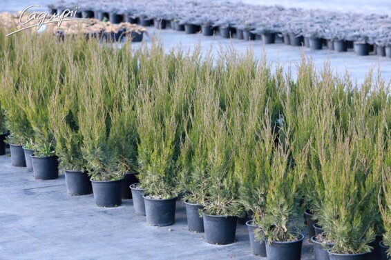 Можжевельник китайский 'Spearmint' - 3