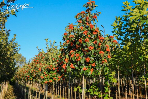 Глід Лавал'є 'Carrierei', WRB 16--18--20 300-350 St. 1/2 - 4 Глід Лавал'є 'Carrierei', WRB 16--18--20 300-350 St. 1/2 - 4