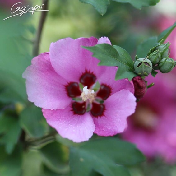 Гібіскус сірійський 'Pink Giant'® - 3