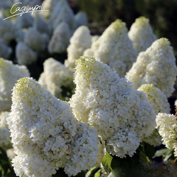 Гортензия метельчатая 'Magical Moonlight' ® - 4