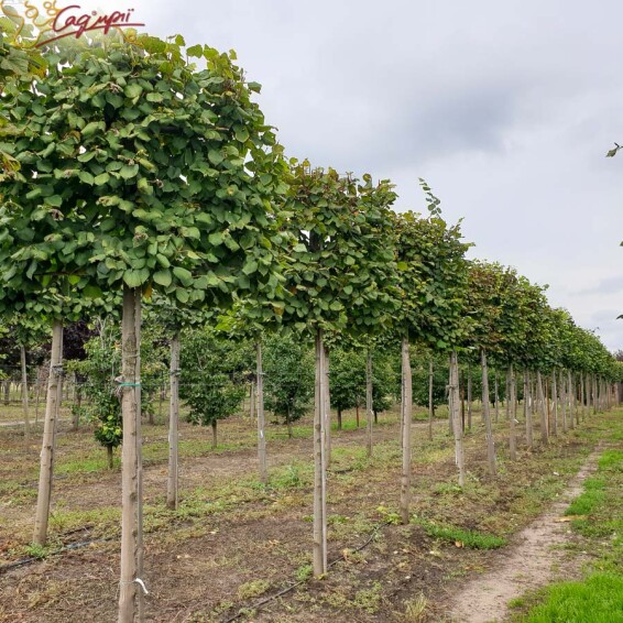 Липа широколиста, топіар, ф.шпалера - 10 Липа широколиста, топіар, ф.шпалера - 10