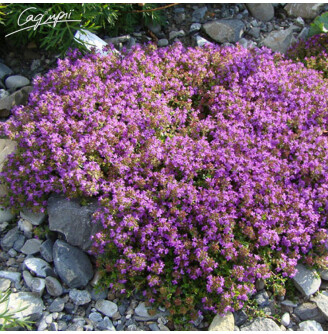 Чебрець повзучий