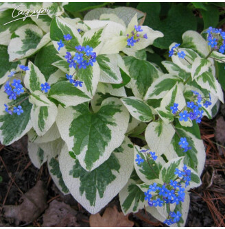 Бруннера крупнолистная 'Variegata'