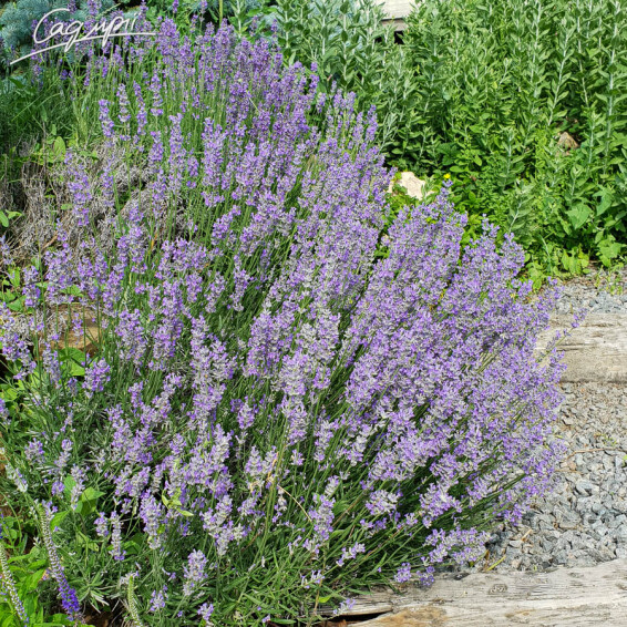 Лаванда узколистная 'Munstead' - 2 Лаванда узколистная 'Munstead' - 2