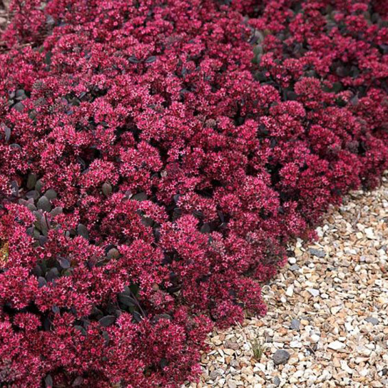 Очиток гибридный 'Bertram Anderson' - 7