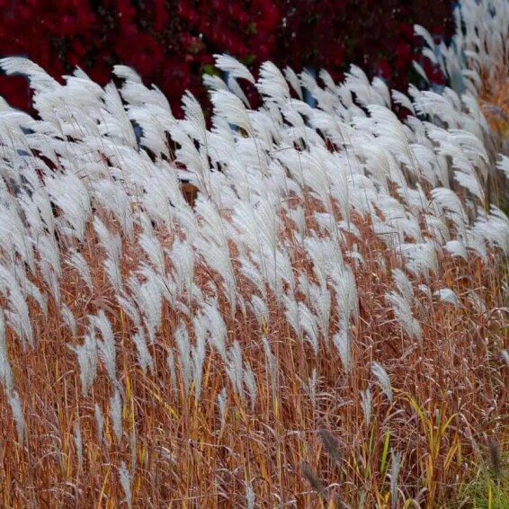 Міскантус китайський 'Dronning Ingrid' - 1