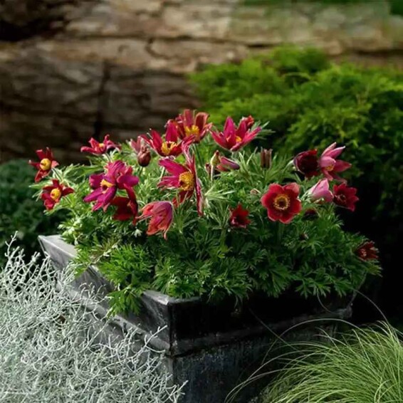 Прострел обыкновенный 'Red' - 2