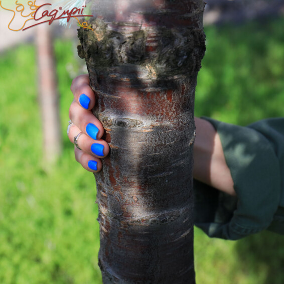 Вишня субхиртела 'Pendula' - 16