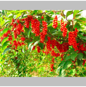 Лимонник китайський