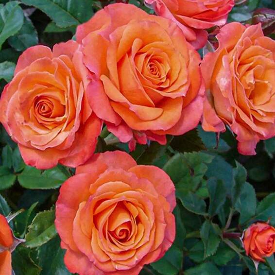 Троянда бордюрна 'Alegria' - 4