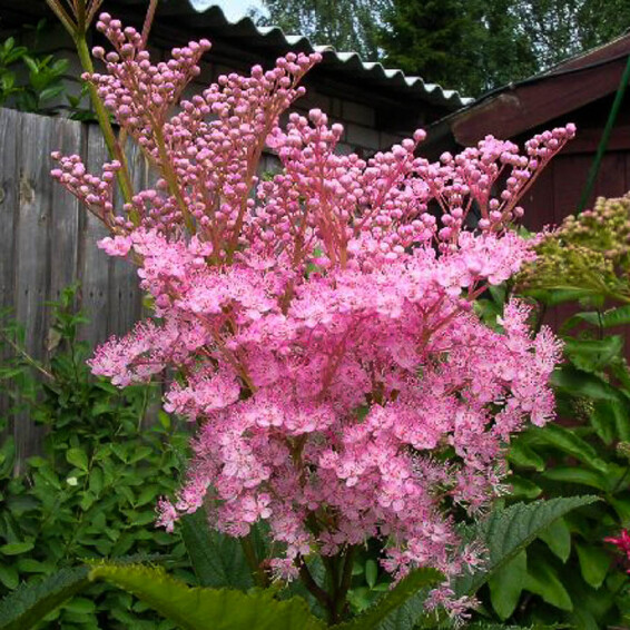 Гадючник червоний 'Venusta Magnifica' - 1