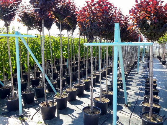 Слива розчепірена 'Pissardii' #21, WRB MST 400+ - - 11