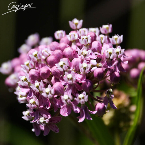 Ваточник м'ясо-червоний 'Cinderella', C3 - - 5