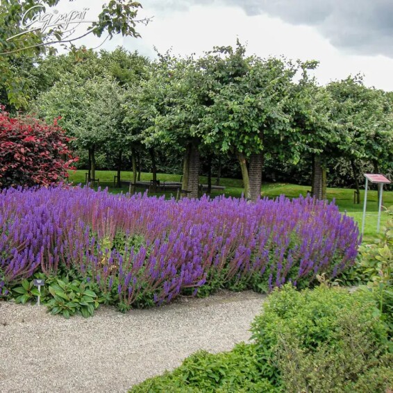 Шавлія лісова 'Caradonna Compact' ® PBR - 5