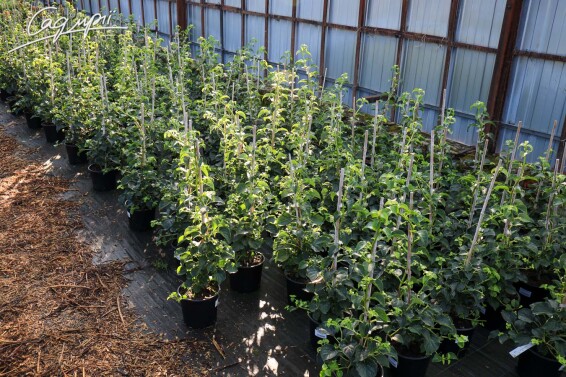 Гортензія черешкова - 10