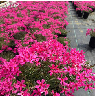 Флокс шилоподібний 'Scarlet Flame'