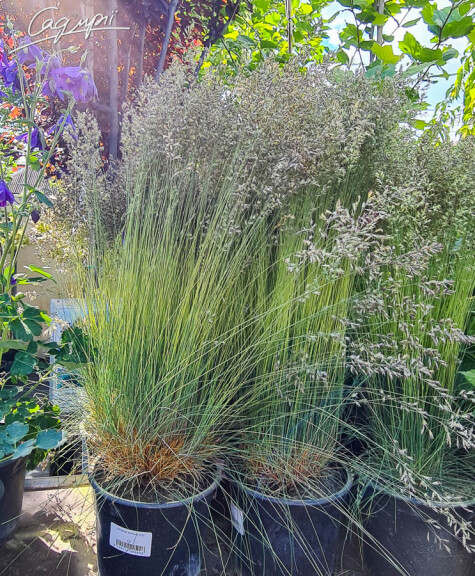 Овсяница валисская, p9 - - 1