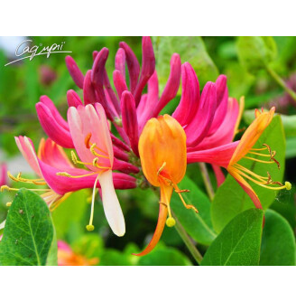 Жимолость Генрі