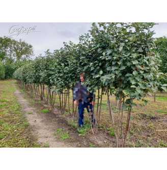 Горобина середня (скандинавська)