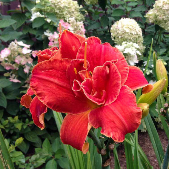 Лілейник 'Moses Fire' - 4