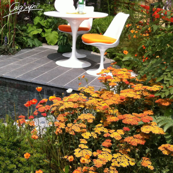 Тысячелистник гибридный 'Terracotta', p9 - - 4