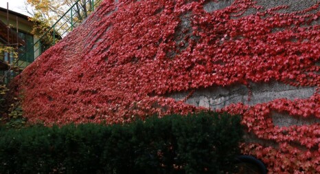 Ліани: виноград, жимолості, гліцинія, кампсис