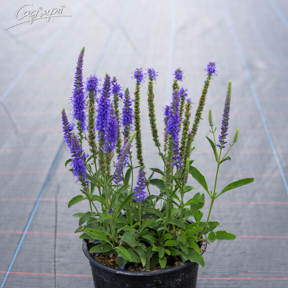 Вероника колосковая 'Younique Baby Blue ' ® PBR #1, ГК - - 2