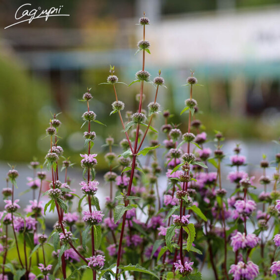 Зопник клубненосный 'Bronze Flamingo', C3 - - 2