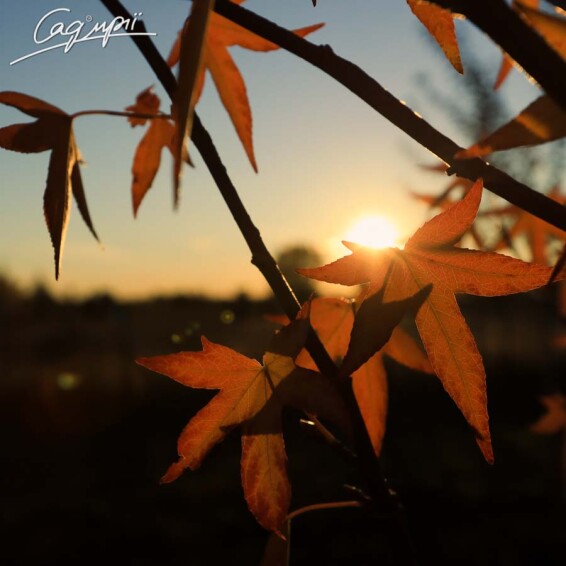 Ликвидамбар смолоносный 'Worplesdon' - 2