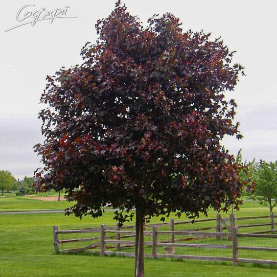 Клен гостролистий 'Crimson King' - 1