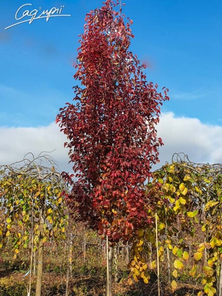 Груша Каллериана 'Redspire' - 5