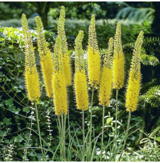 Еремурус 'Moneymaker'