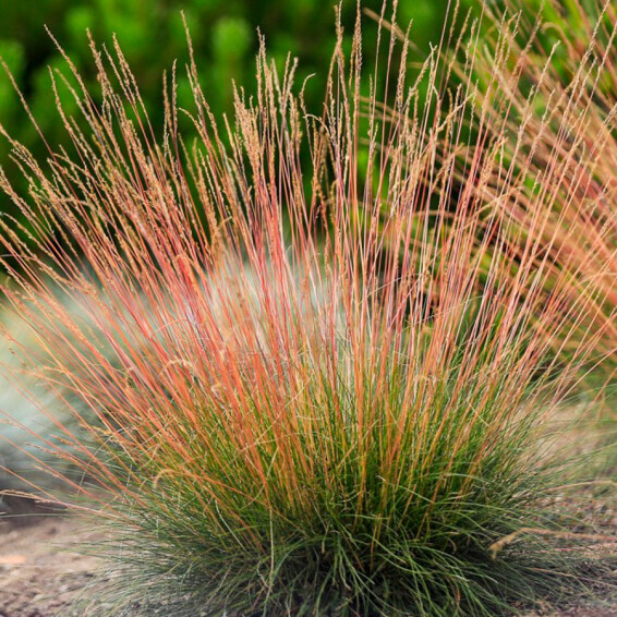 Костриця аметистова ‘Walberla’ - 1