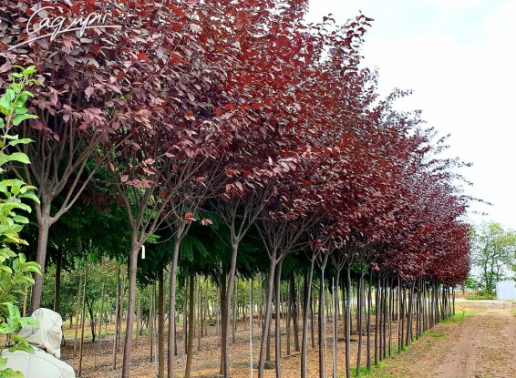 Слива вишнеплодная 'Nigra' #8, WRB 30--35 500+ St. 1/2 - 5 Слива вишнеплодная 'Nigra' #8, WRB 30--35 500+ St. 1/2 - 5