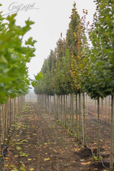 Липа сердцелистная 'Rancho' #5, С32 10--12 300-350 St. 170-190 - 1 Липа сердцелистная 'Rancho' #5, С32 10--12 300-350 St. 170-190 - 1