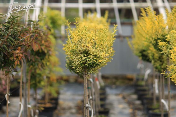 Бирючина овальнолиста 'Aureum' - 9