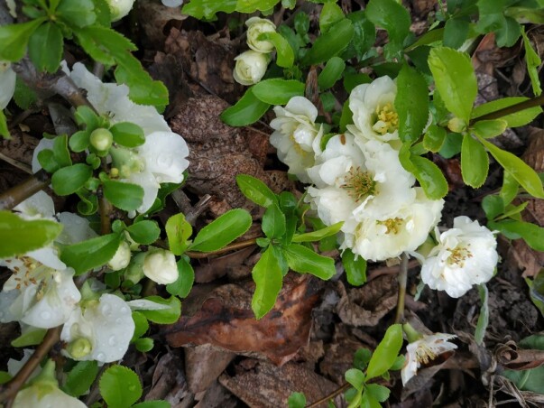 Советы по выбору и весенней посадке саженцев Советы по выбору и весенней посадке саженцев