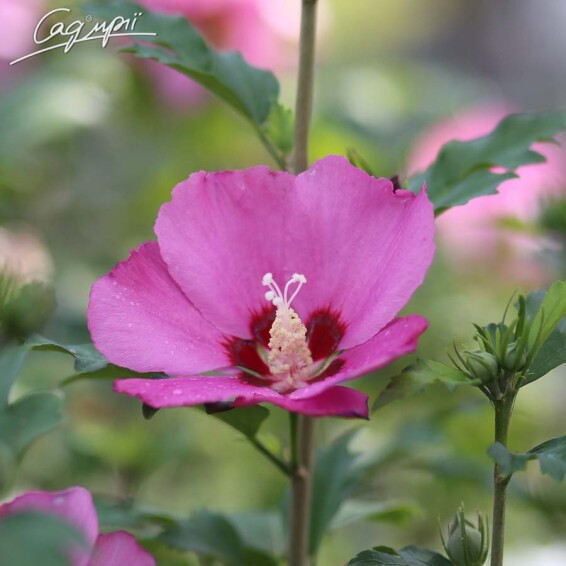 Гібіскус сірійський 'Pink Giant'® - 1