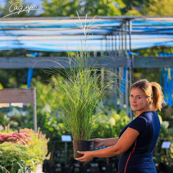 Мискантус китайский 'Silberfeder', C3 - - 2 Мискантус китайский 'Silberfeder', C3 - - 2