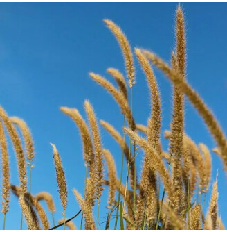 Пенісетум східний 'Fairy Tails'