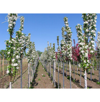 Яблуня 'Golden Hornet'