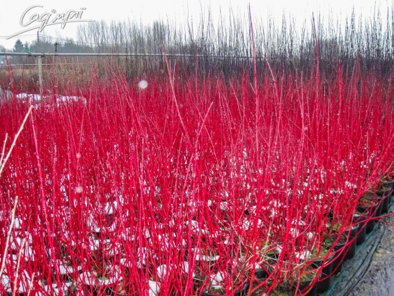 Дерен білий 'Sibirica' солітер - 3